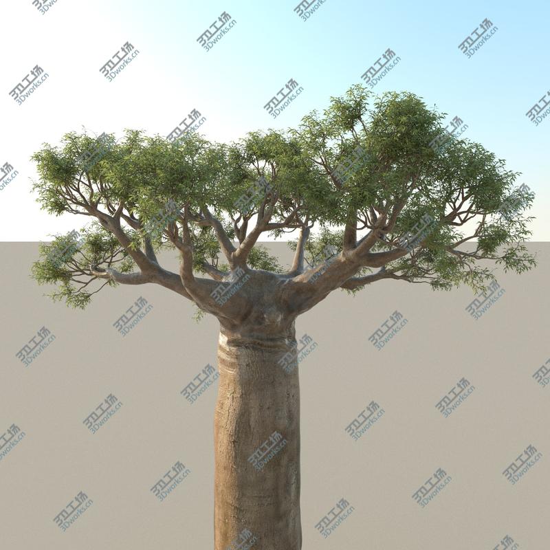 images/goods_img/2021040161/Baobab Tree 01/5.jpg